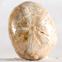 Fossil urchin A cabochon