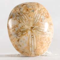 Fossil urchin D cabochon