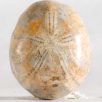 Fossil urchin I cabochon