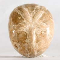 Fossil urchin J cabochon