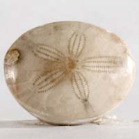 Fossil urchin K cabochon