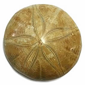 Our fossil urchin stone catalog for custom order