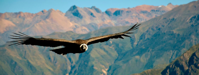 El condor pasa, Andean bird earrings in silver and blue zircon