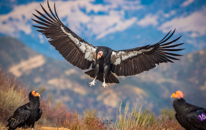 El condor pasa, Andean bird earrings in silver and blue zircon