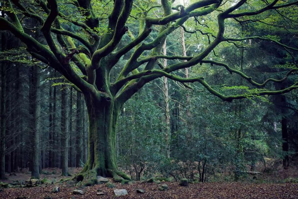 the Brocéliande celtic sacred forest