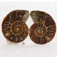 ammonite A cabochon