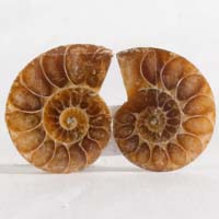 ammonite B cabochon