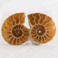 ammonite C cabochon