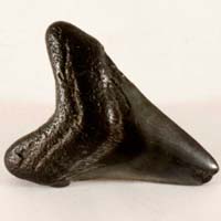 fossilized shark tooth