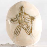 Fossil urchin B cabochon