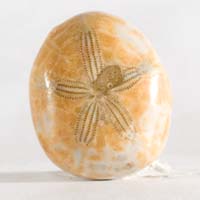 Fossil urchin C cabochon