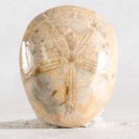 Fossil urchin E cabochon