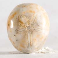 Fossil urchin F cabochon