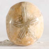 Fossil urchin G cabochon