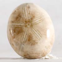 Fossil urchin H cabochon