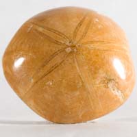 Fossil urchin L cabochon