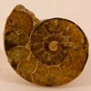 Our ammonite cabochon