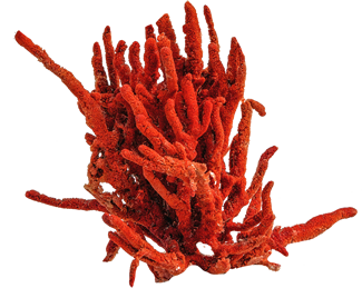 The history, benefits and virtues of coral