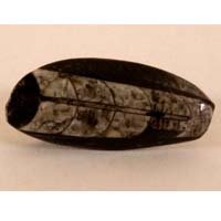 fossilized orthoceras B cabochon