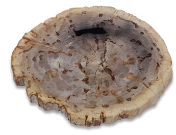 The history, benefits and virtues of petrified wood