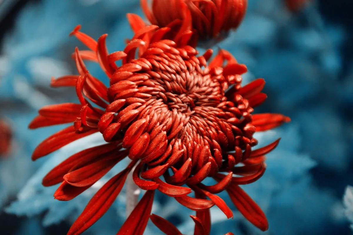 Chrysanthemum, sun flower ring in silver