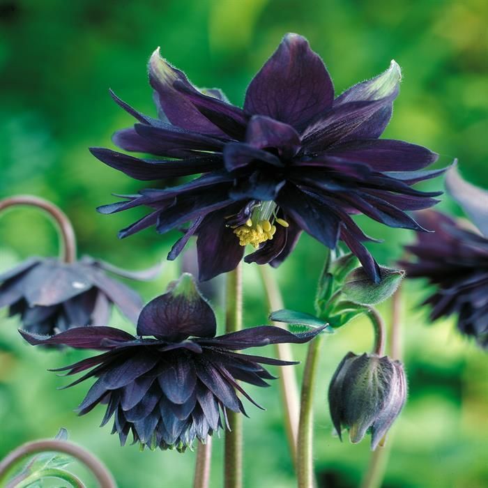 Columbine, love from the language of flowers ring in silver and onyx