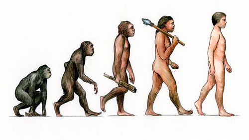 The evolution of man according to Darwin’s theory