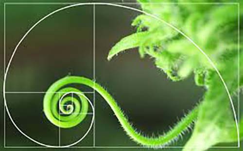Example of Fibonacci Spirals in Nature