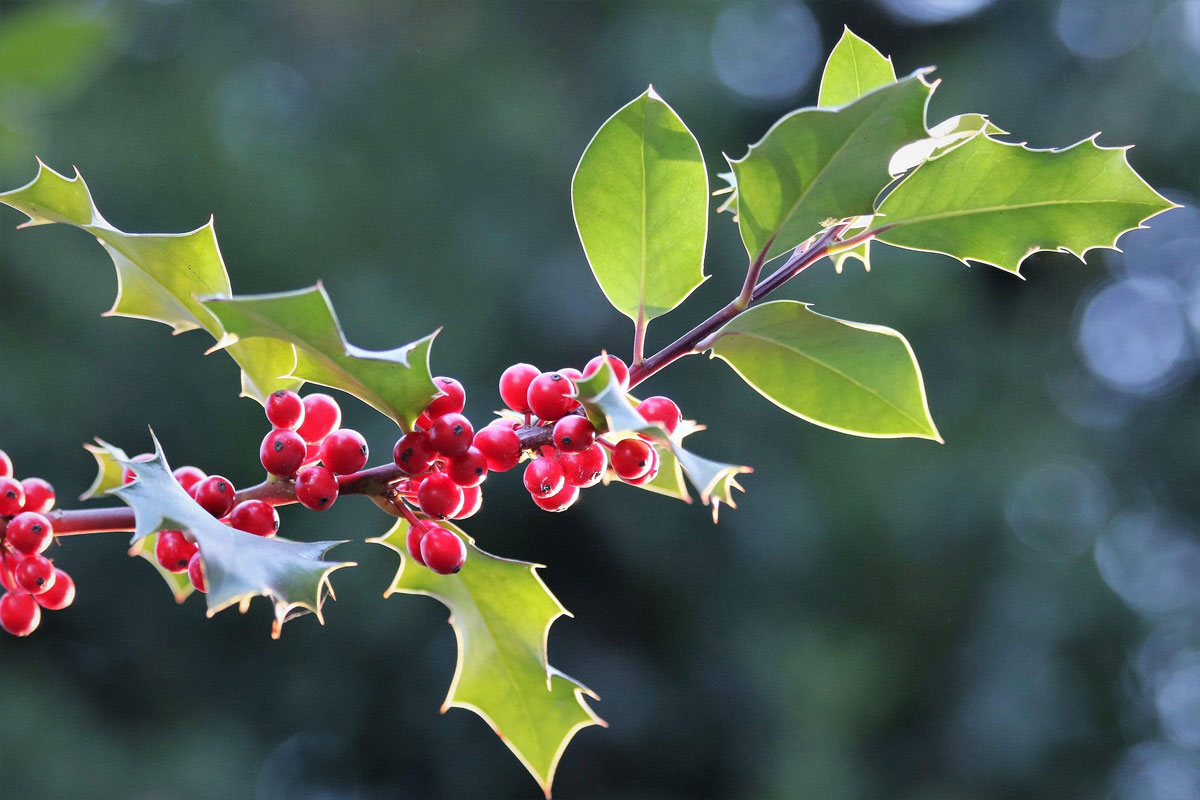 Holly, winter flower and berry ring in silver