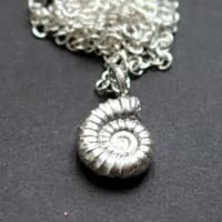 Promicroceras Ammonite