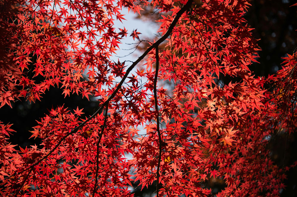 Red autumn leaf, maple leaf ring in silver and carnelian
