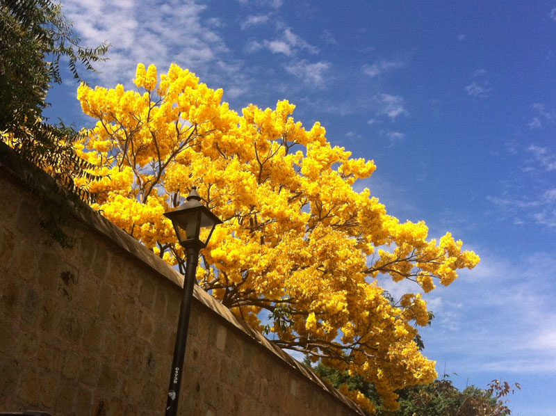 Guayacanes flower tree from oaxaca de juarez mexico