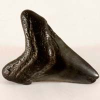 Fossilized shark tooth