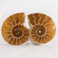 ammonite C cabochon