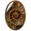 Our ammonite cabochons