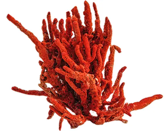 The history, benefits and virtues of coral