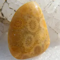 Coral B cabochon