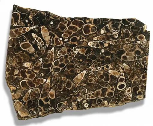 Fossil agate (turritella agate): properties and history