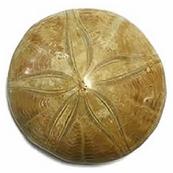 Fossil sea urchin – history, benefits and properties