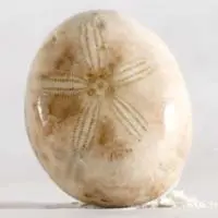 Fossil urchin H cabochon