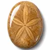 Our catalog of fossil urchin cabochons