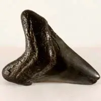 Fossilized shark tooth