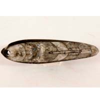Fossilized orthoceras A cabochon