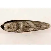 Fossilized orthoceras A cabochon