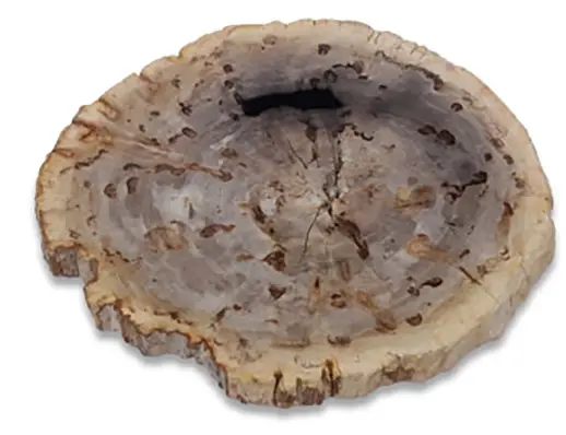 Petrified wood: history and metaphysical properties
