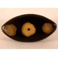 Fossilized wood cabochon
