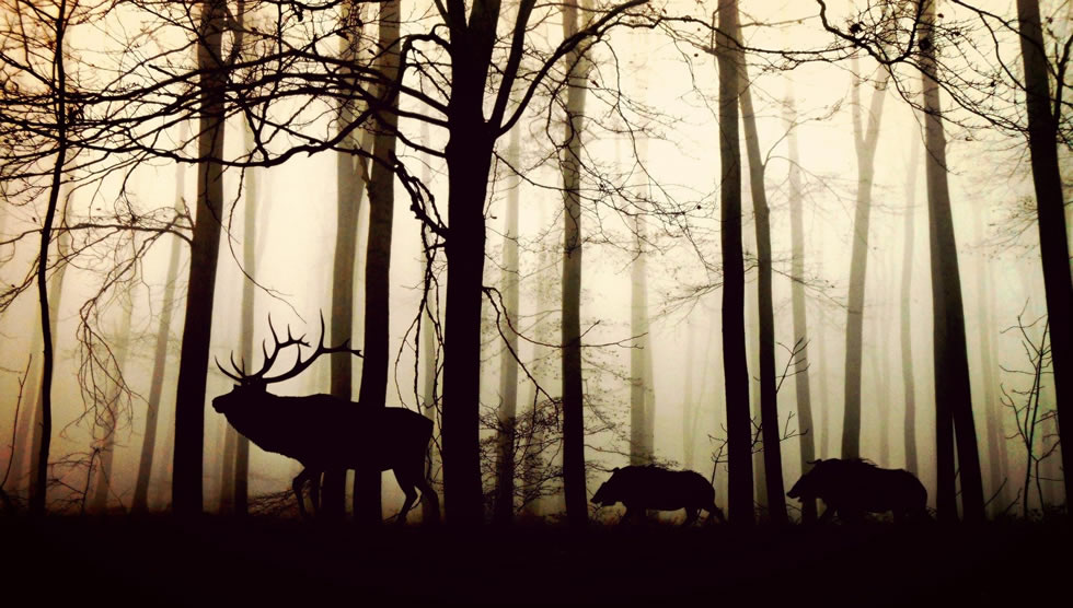 celtic animals on the forest