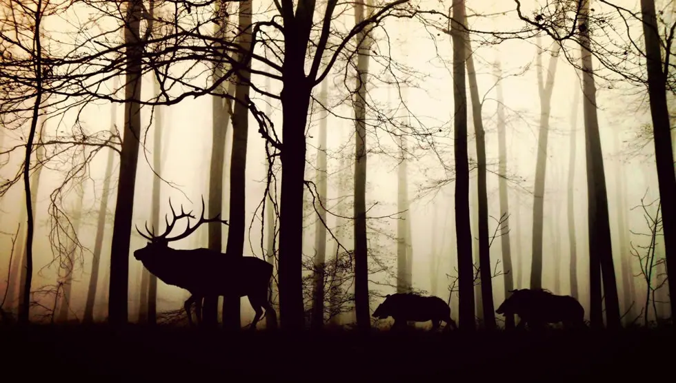 Celtic animals in a forest, symbolic animal world