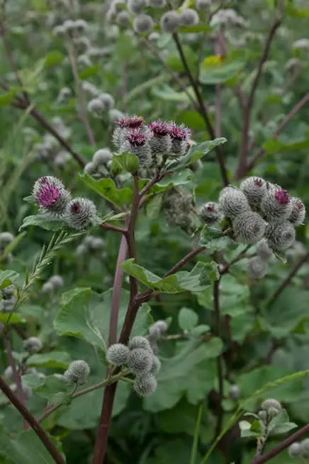 Burdock, a plant with impressive medicinal properties