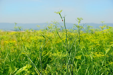 Fennel, Celtic Remedy